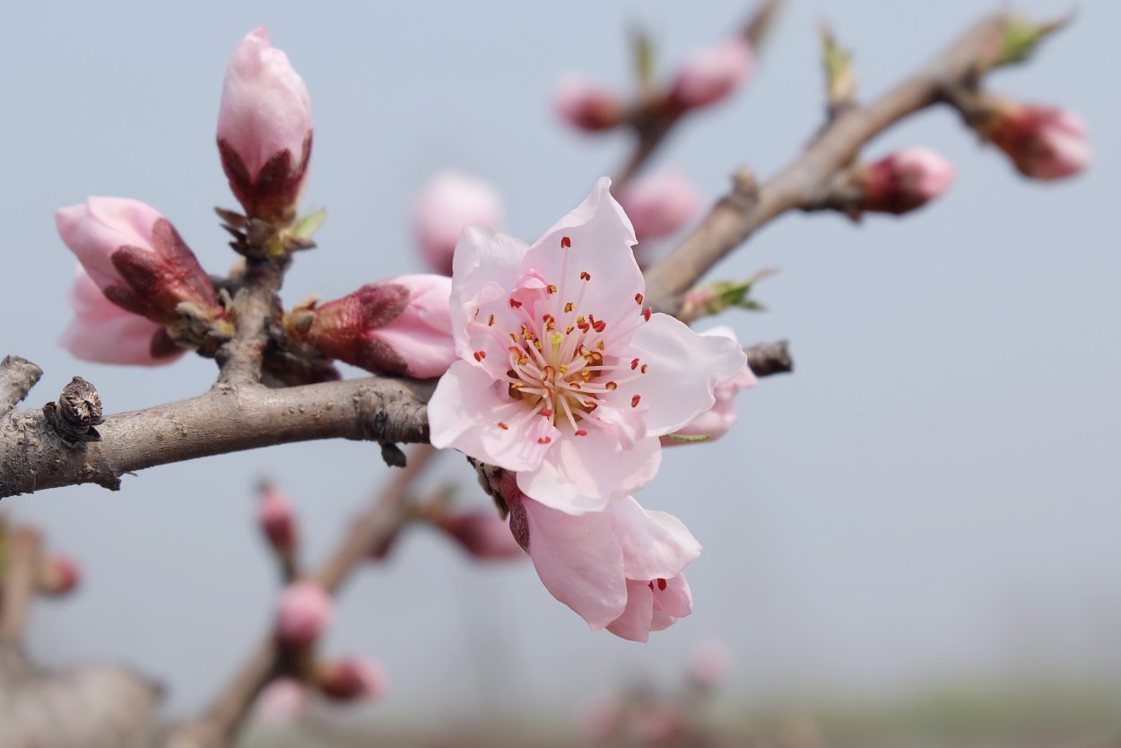 Peach Blossom растение