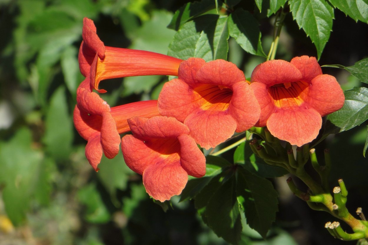 Spatodea kolokolhataia