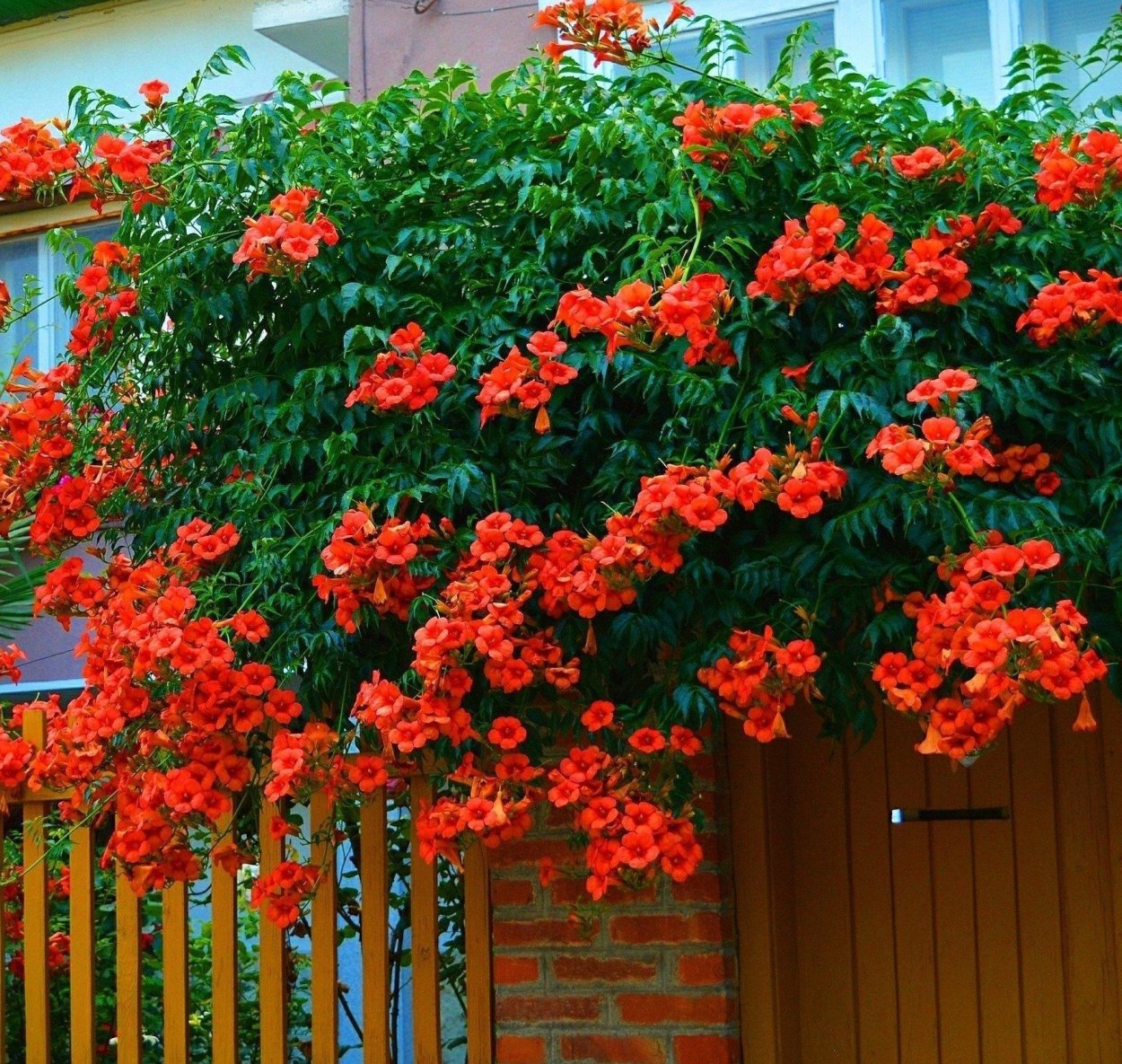 Текома кампсис