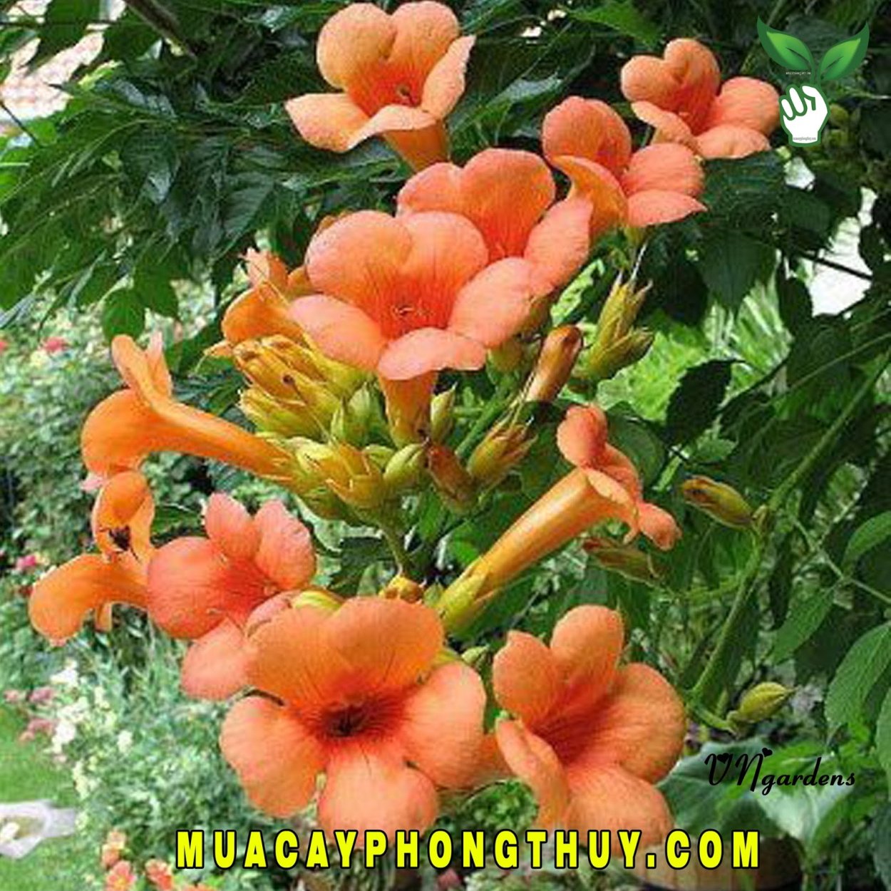 Кампсис Лиана