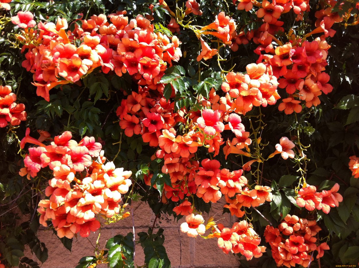 Кампсис укореняющийся