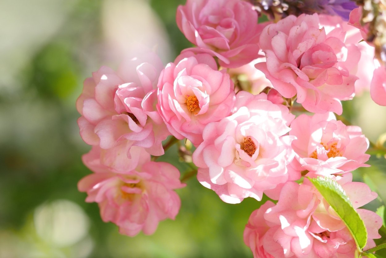 Роза плетистая Яблоневый цвет