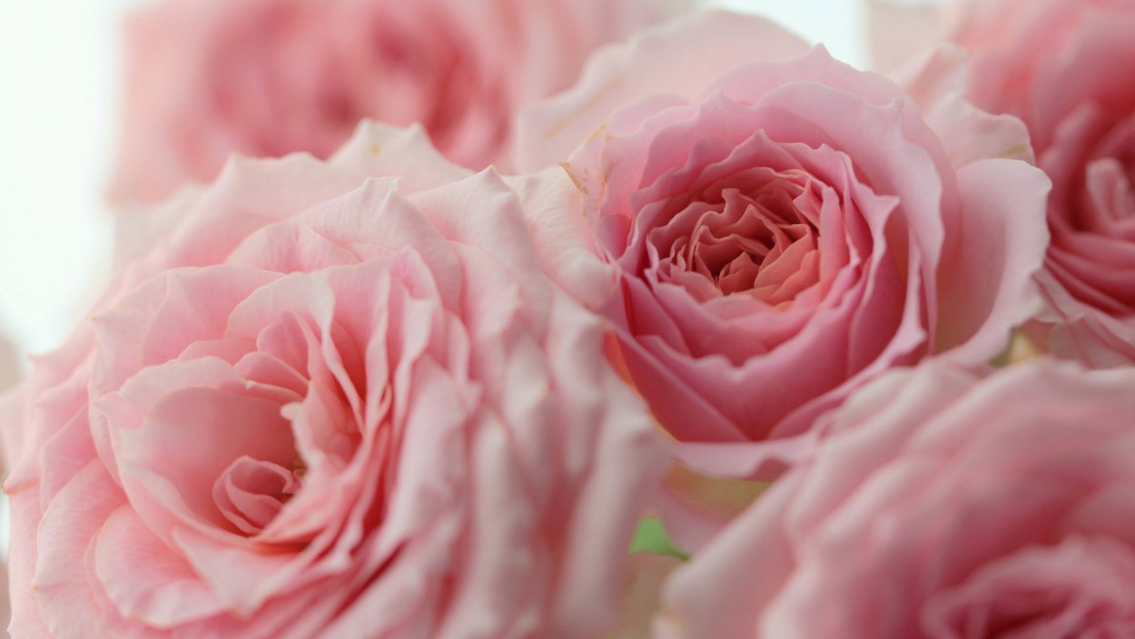 Розы нежно розового цвета