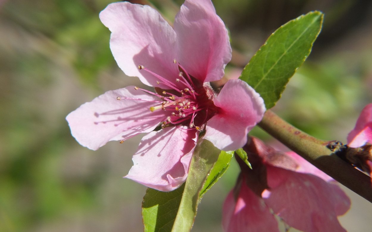 Нектарин цветы