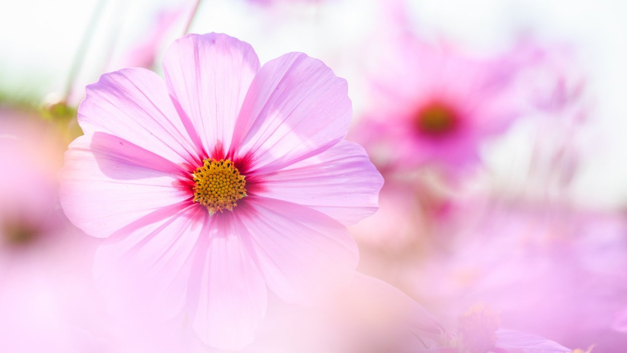 Нежные розовые цветы