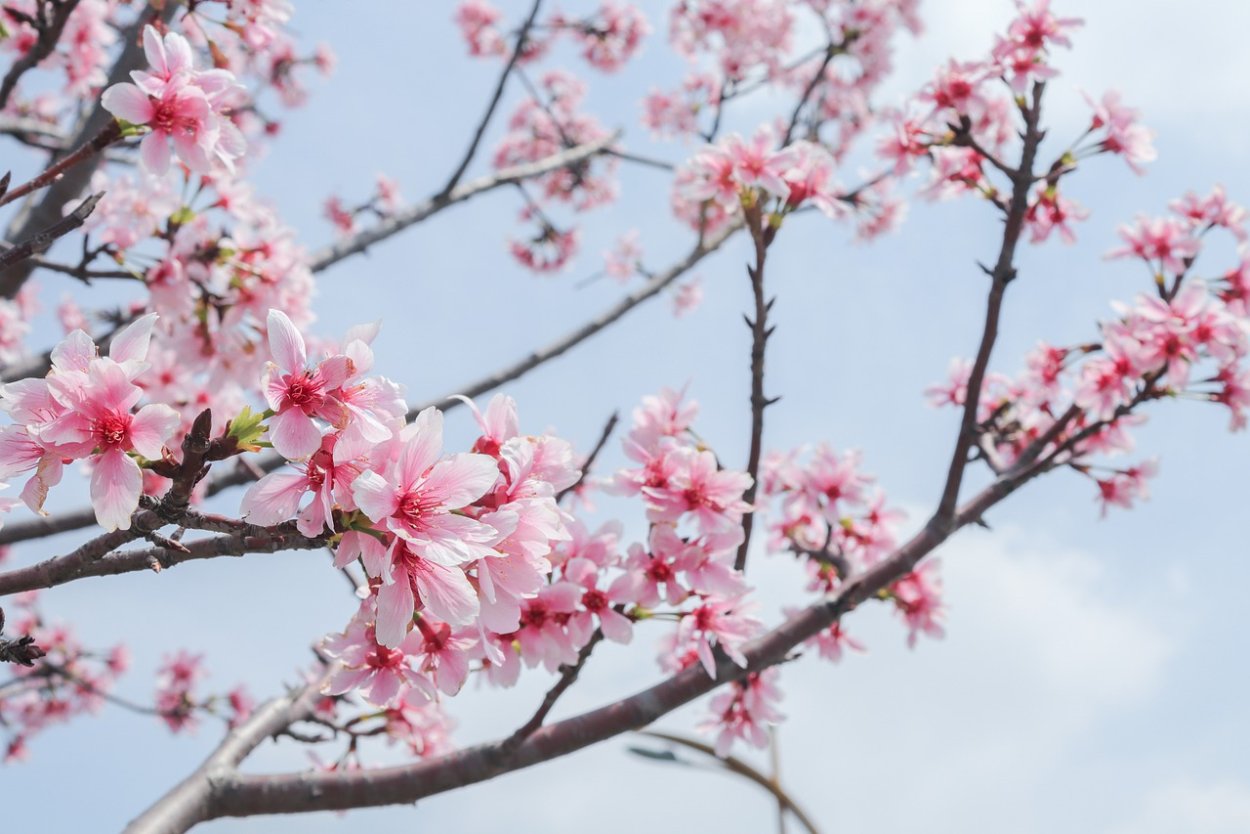 Цветение персиков в Японии