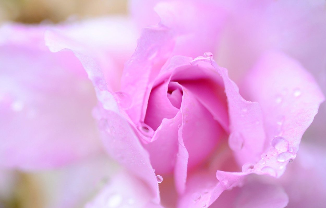 Нежный розовый цвет