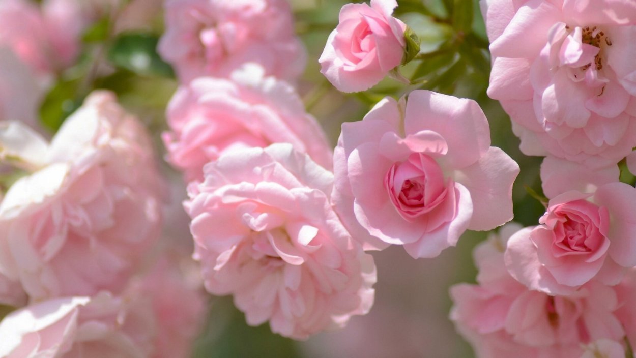 Нежный цветок