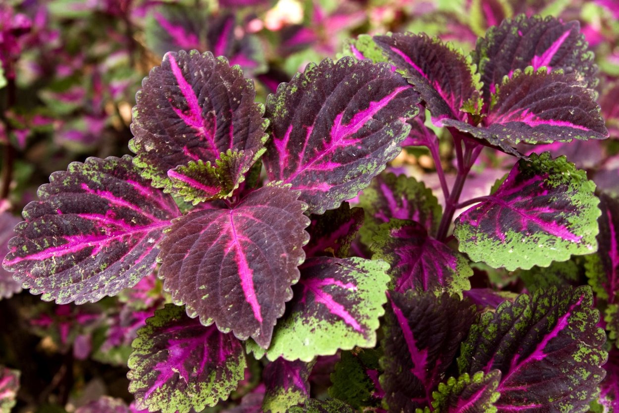 Перилла красная мята