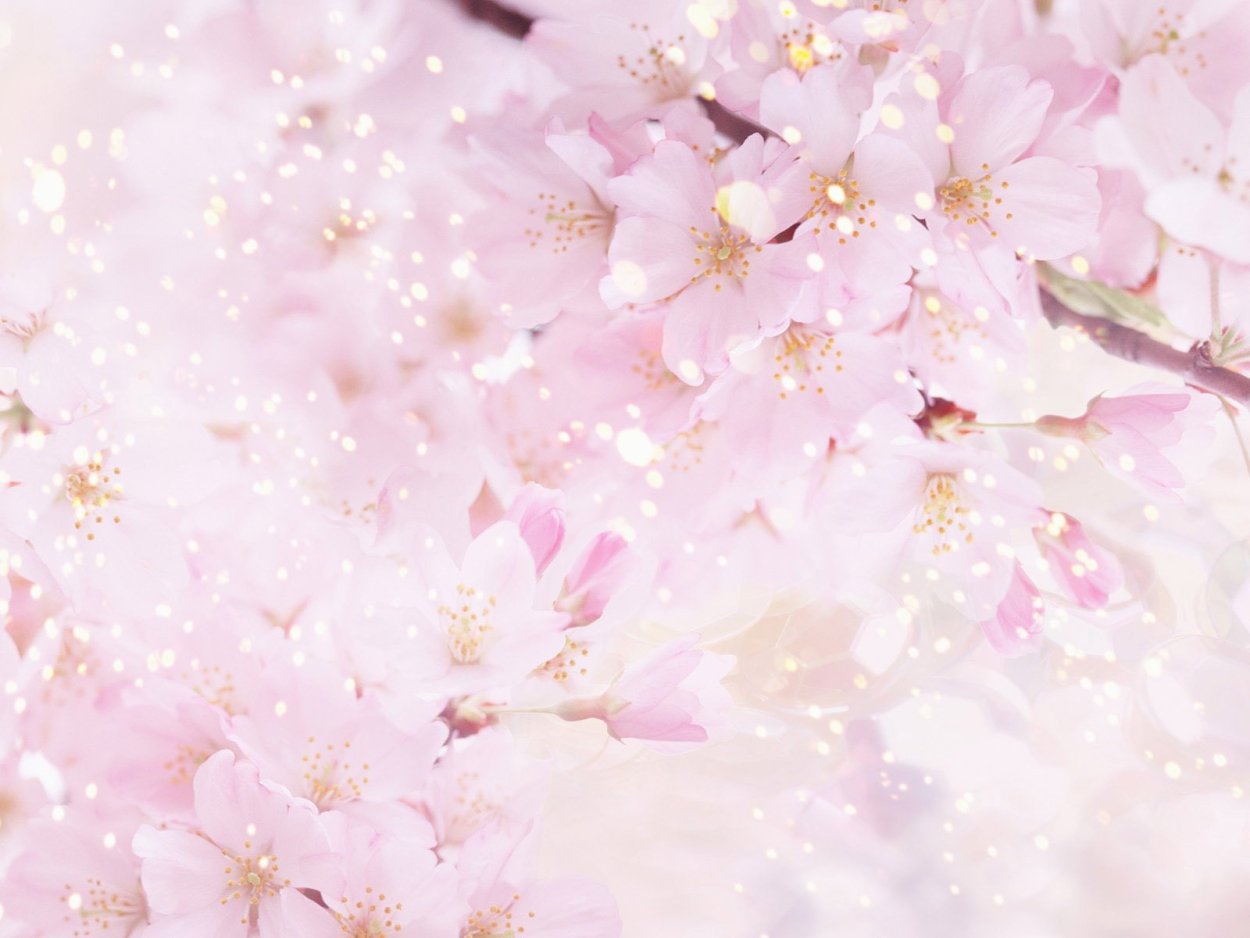 Розовые цветы на зеленом фоне