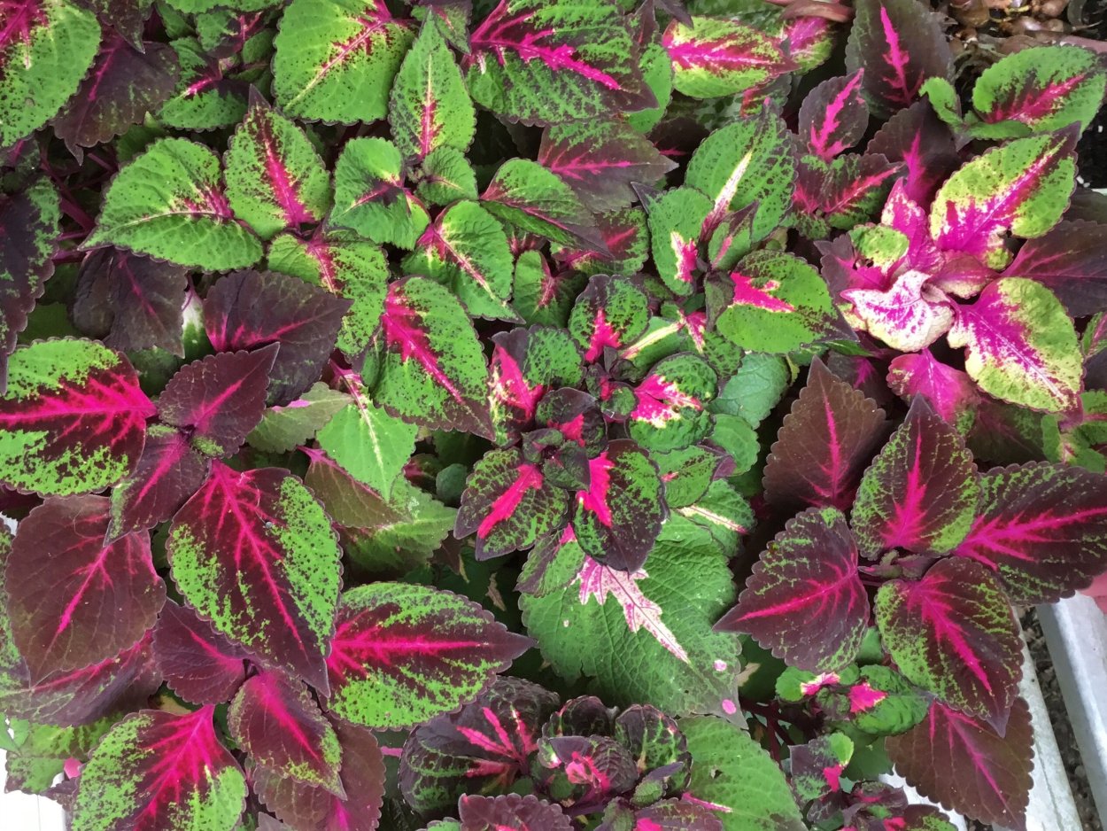 Колеус Red Croton