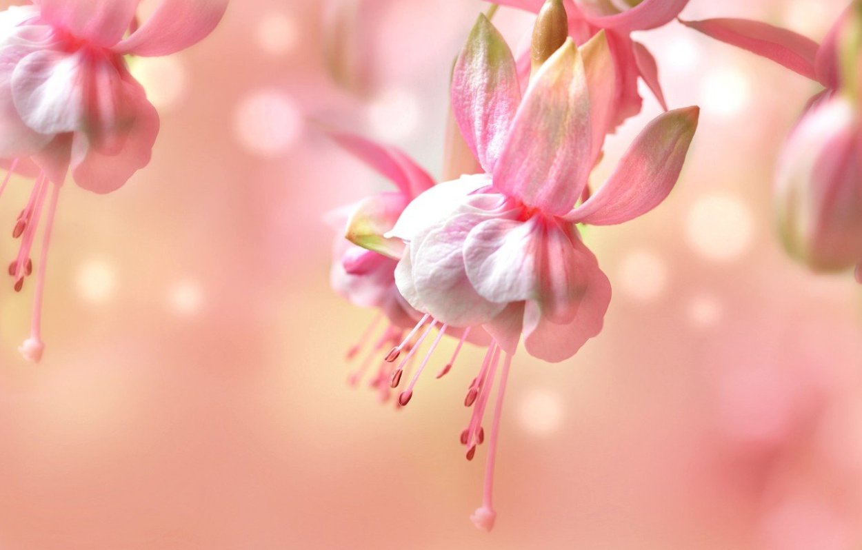 Нежные картинки на рабочий стол