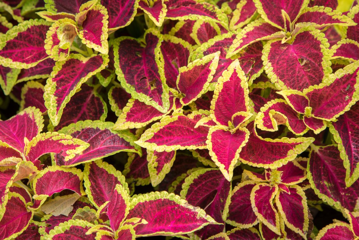 Колеус перилла Магилла