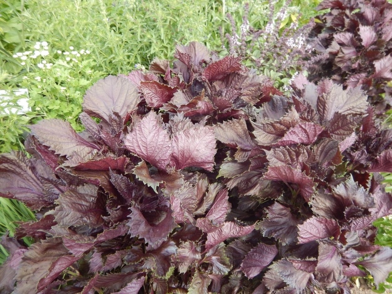 Перилла Нанкинская