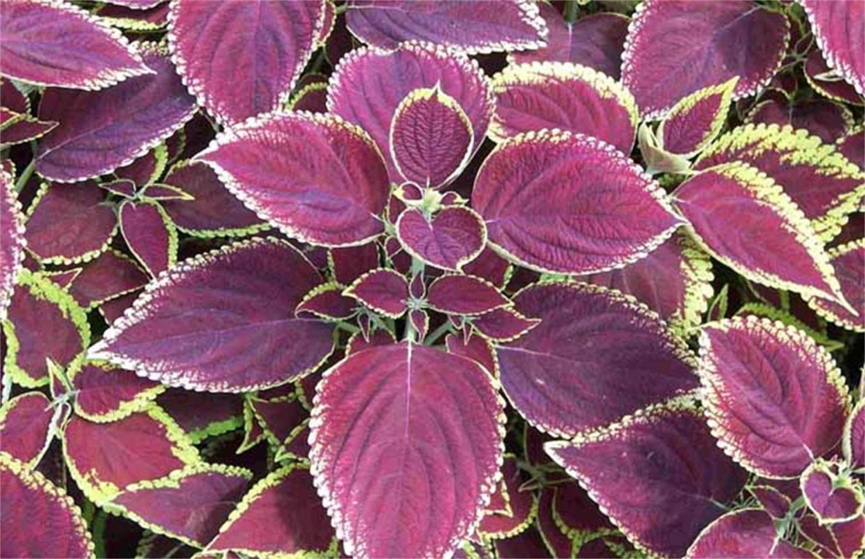 Колеус Applemint