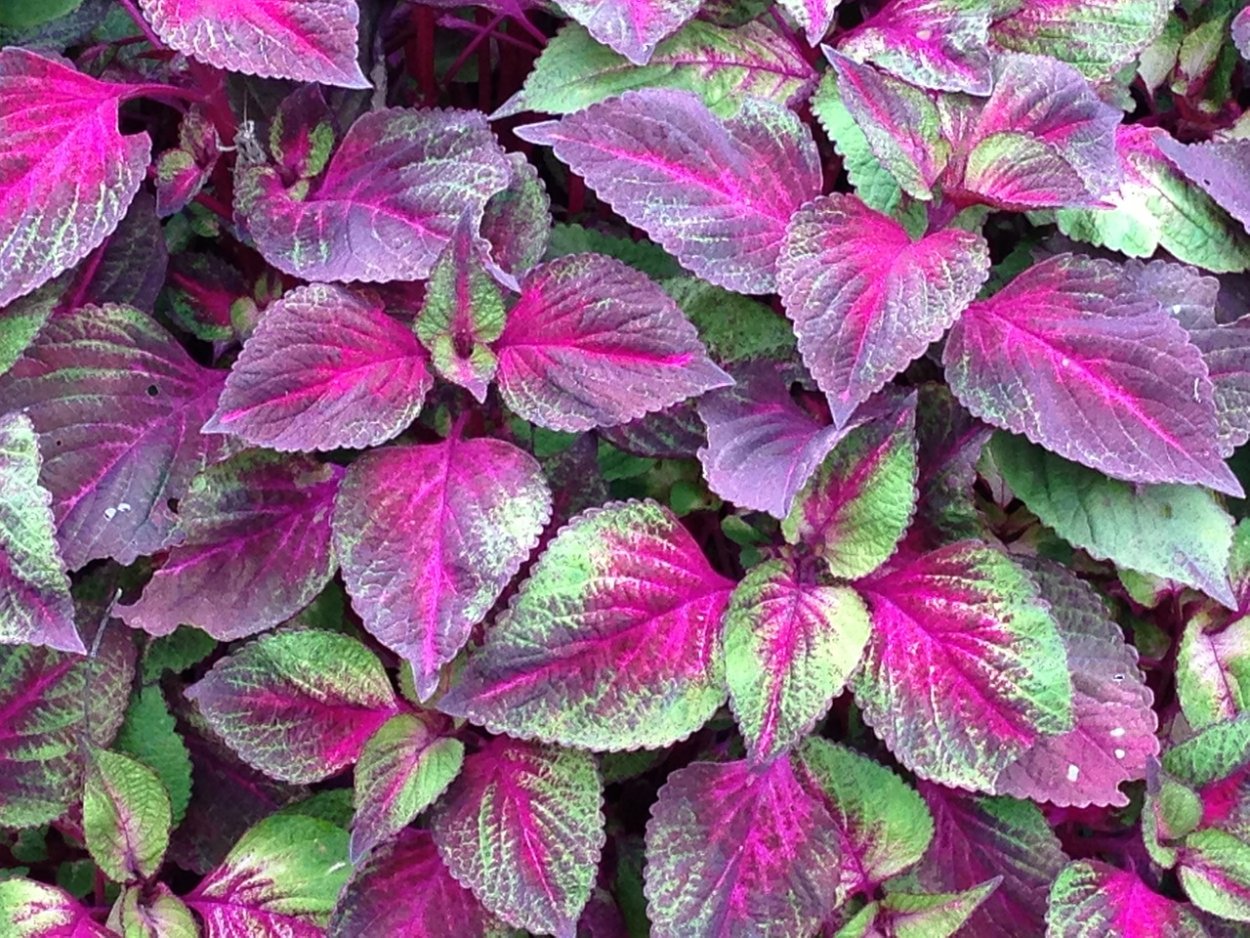 Экстракт периллы красной