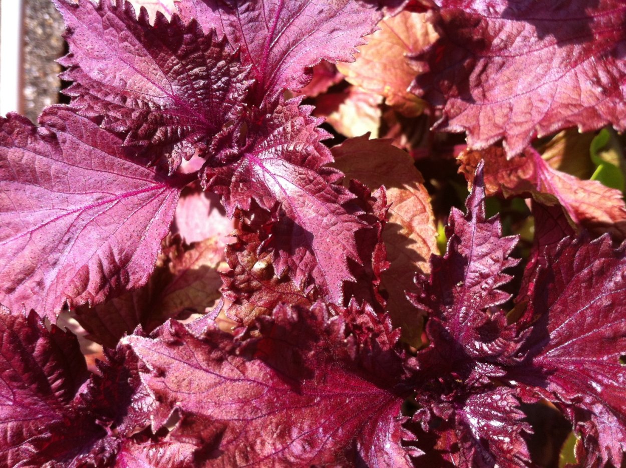 Перилла цветок на белом фоне