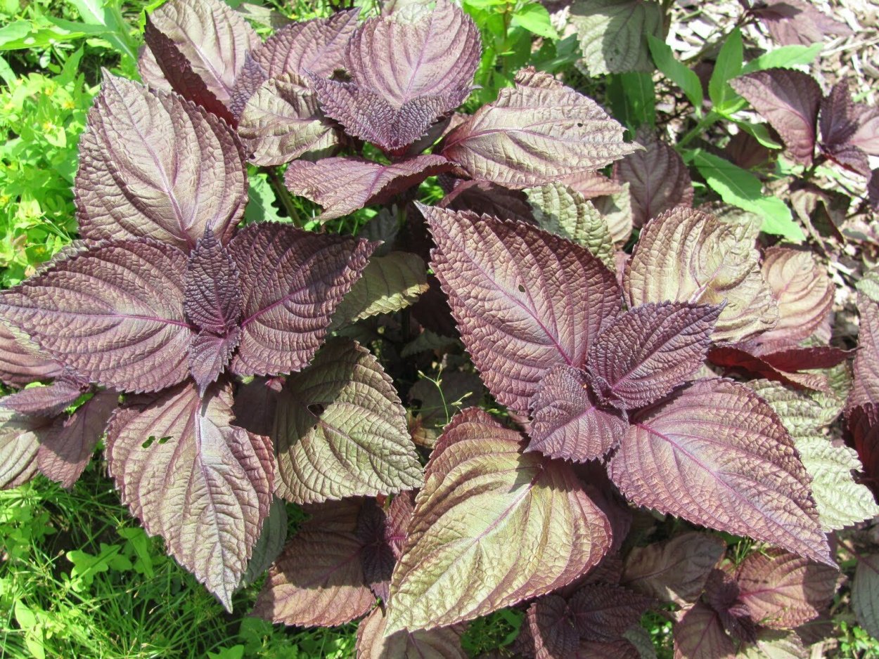 Перилла красная (шисо)