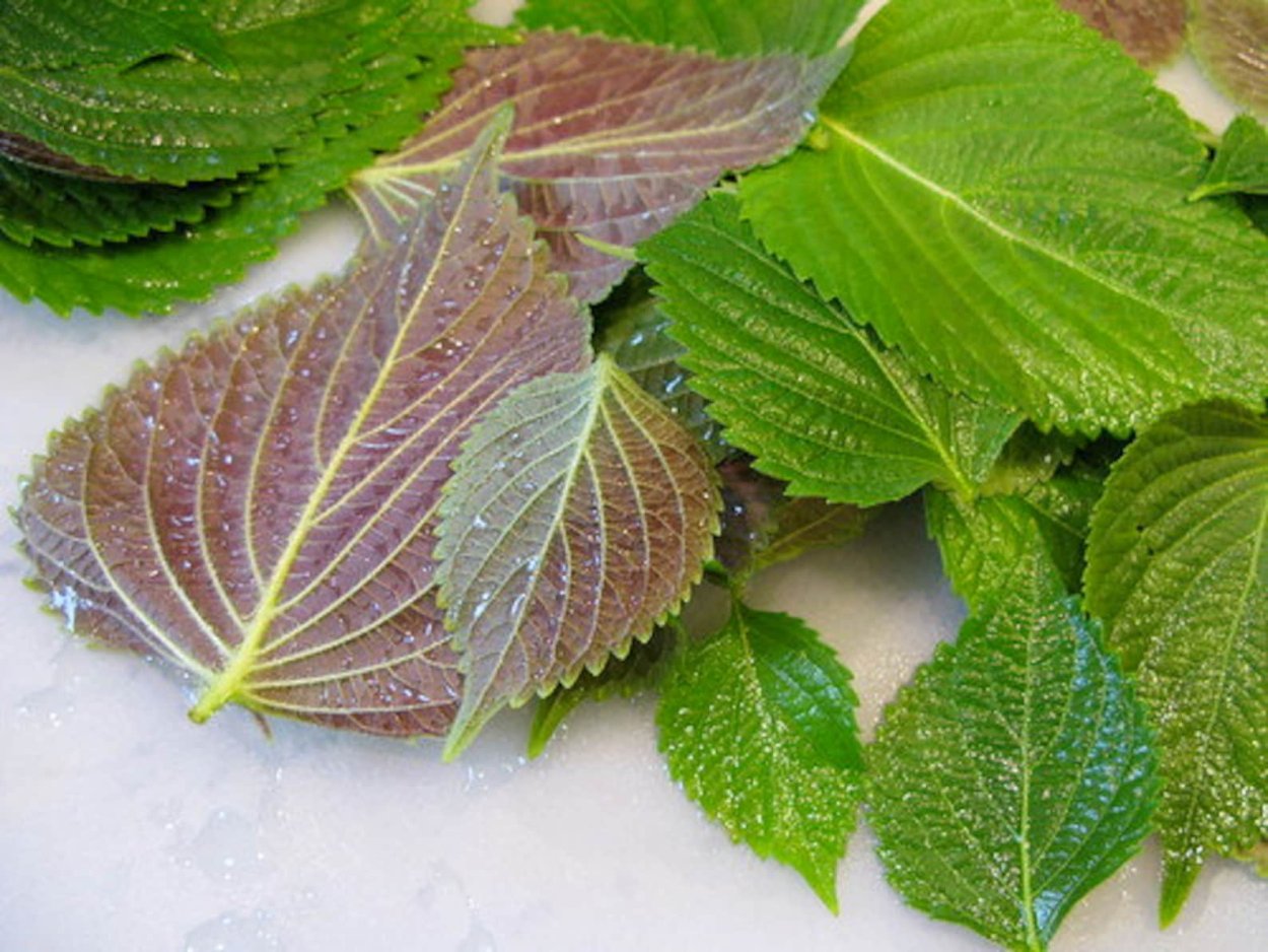 Колеус China Rose