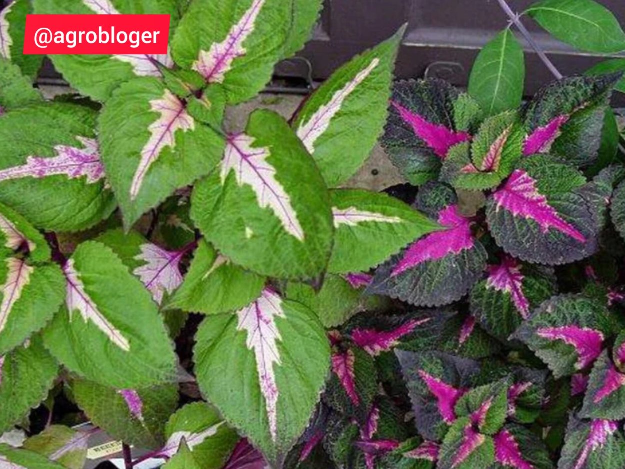 Красно фиолетовый цветок название