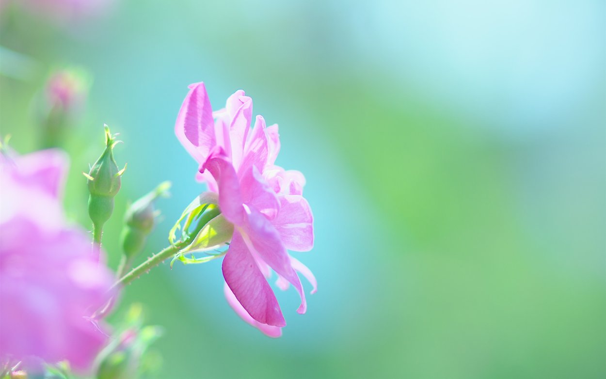 Заставка на рабочий стол розовая