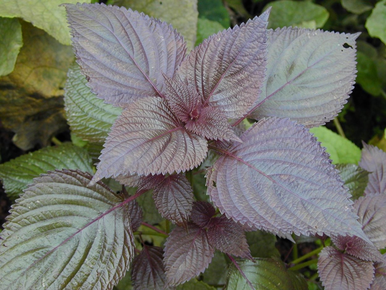 Колеус verschaffeltii.