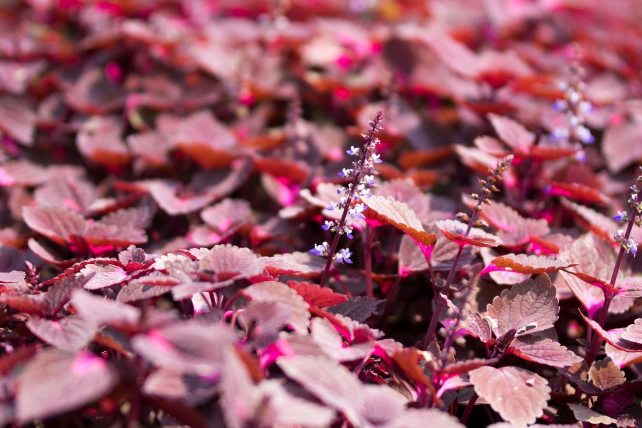 Перилла Нанкинская