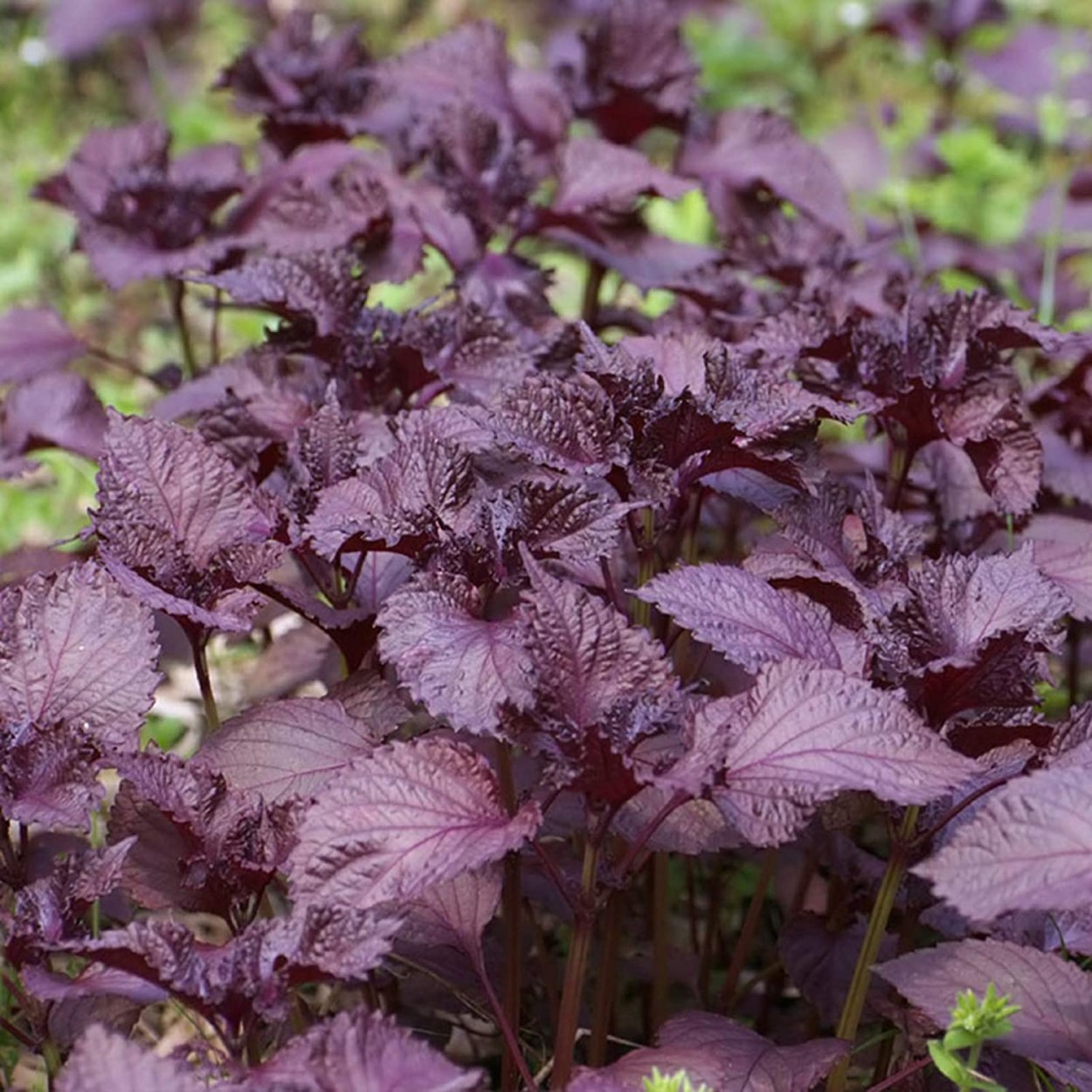 Колеус Perilla