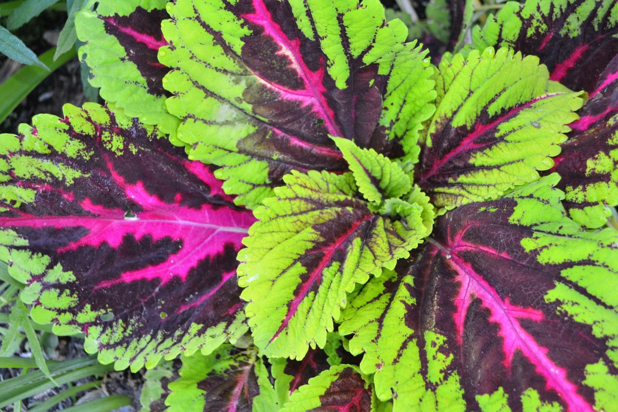 Перилла красная мята