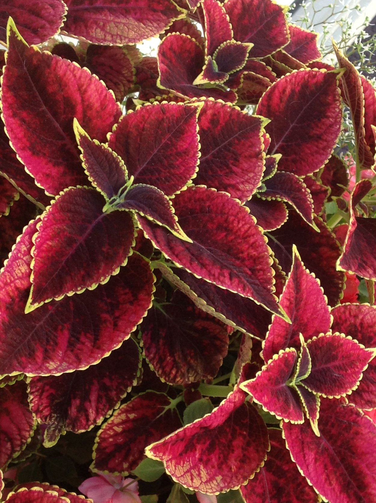 Ирезине Хербста Iresine herbstii