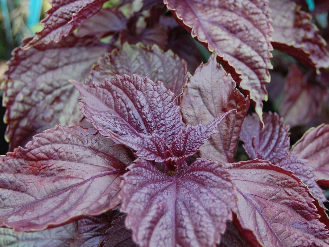 Перилла Нанкинская