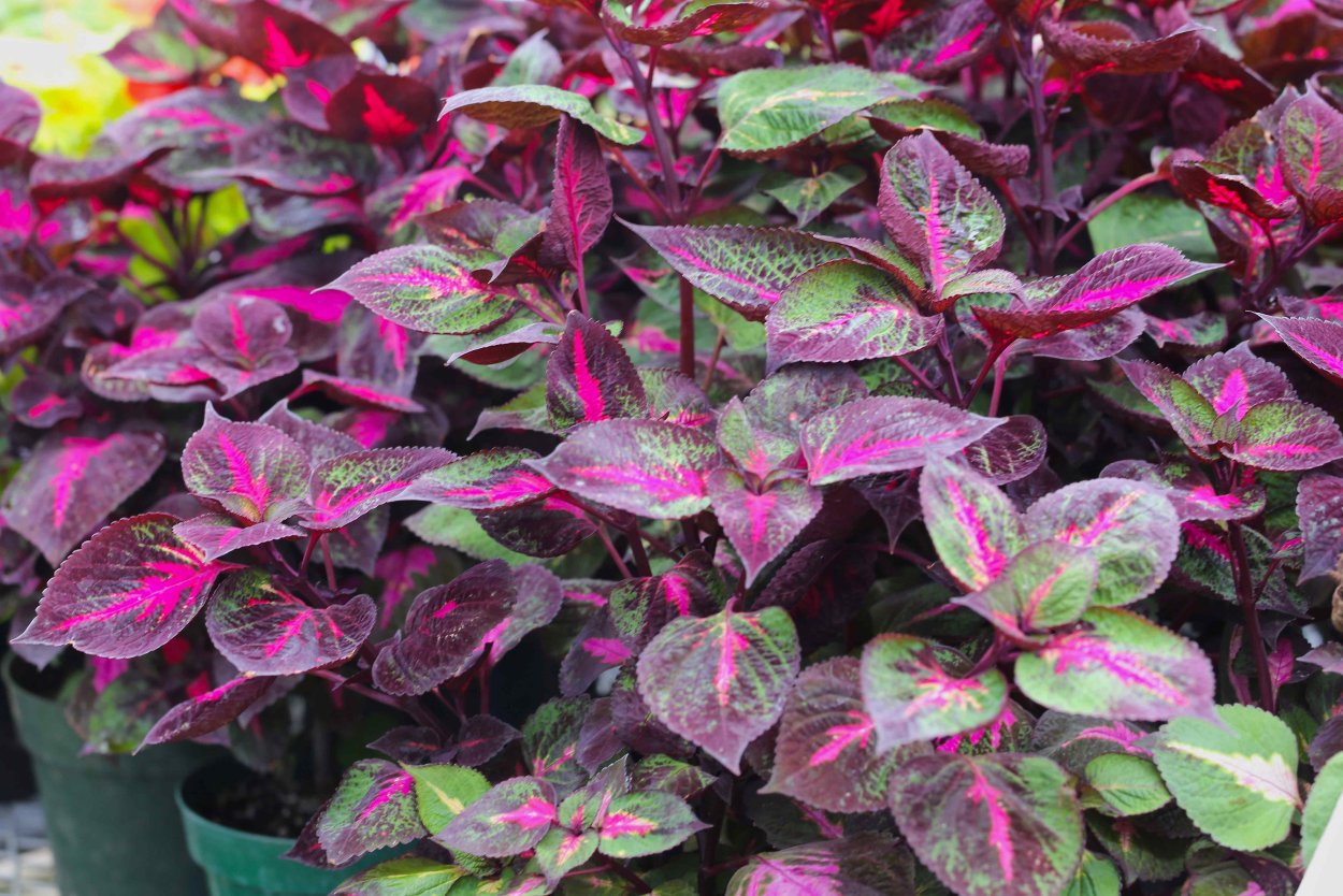 Растение перилла Нанкинская