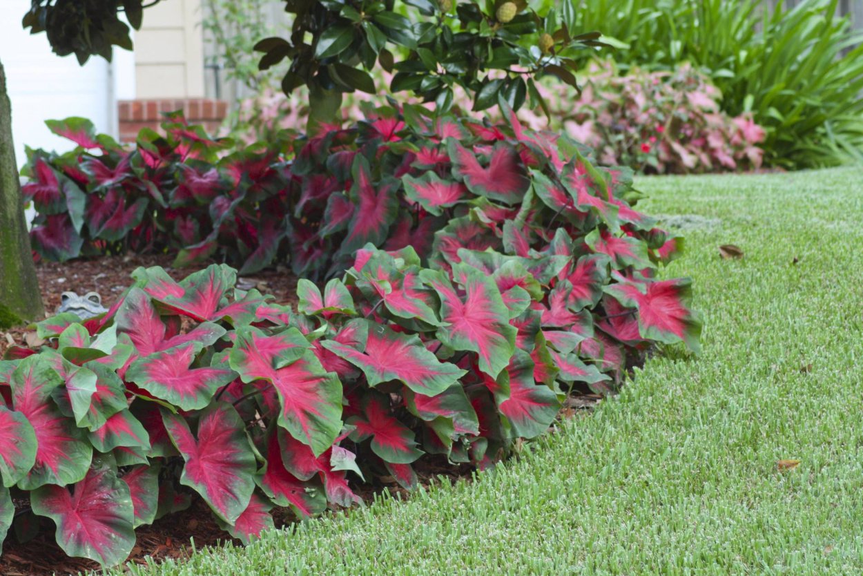 Перилла красная (шисо)