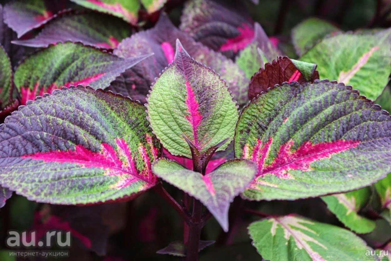 Колеус Perilla