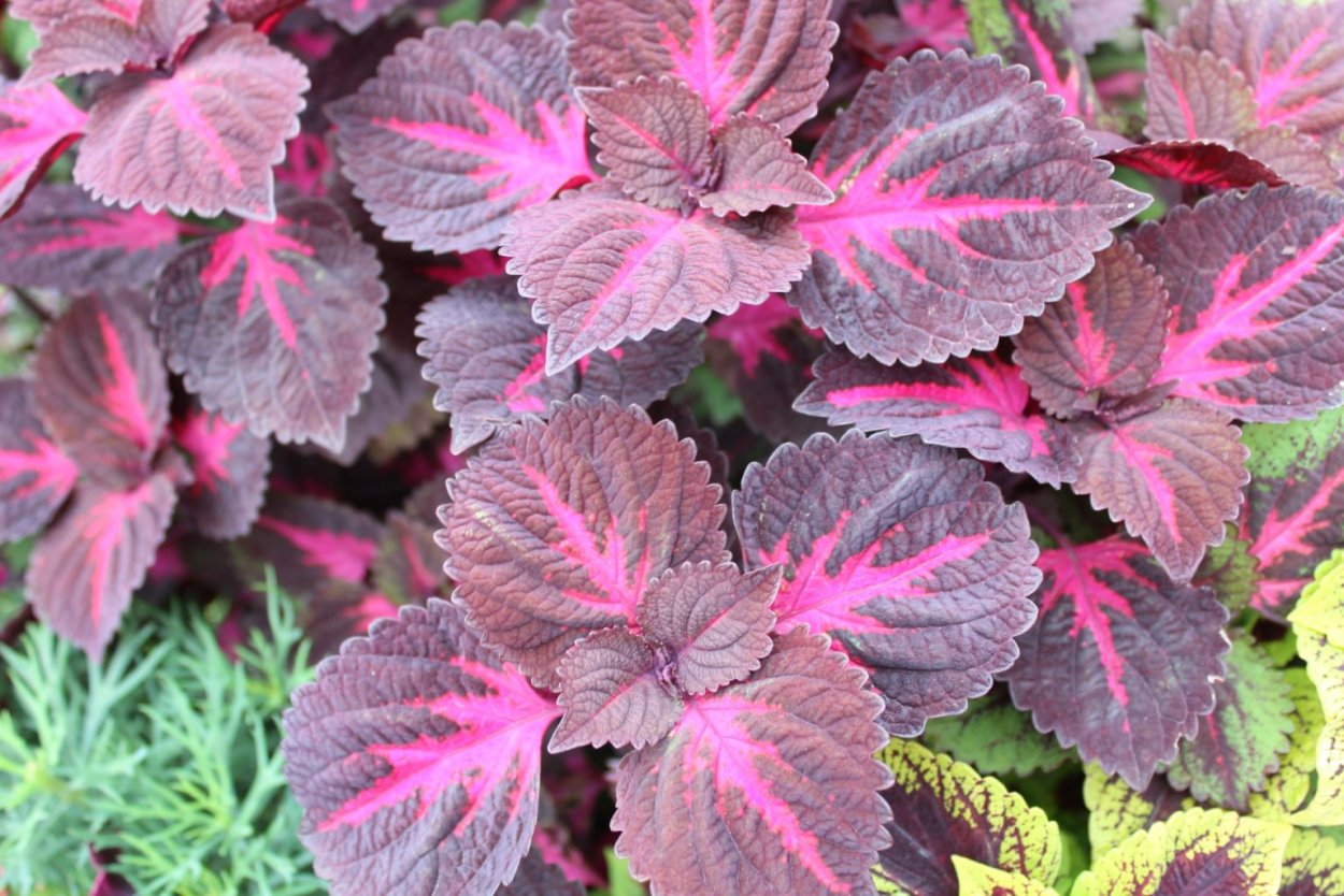 Перилла красная (шисо)