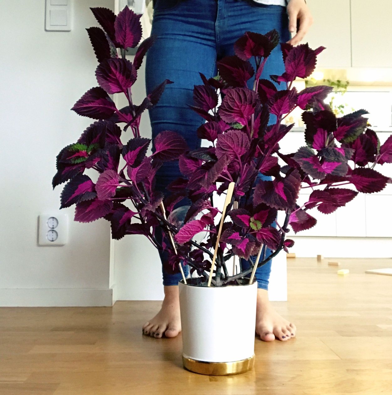 Перилла кустарниковая Нанкинская