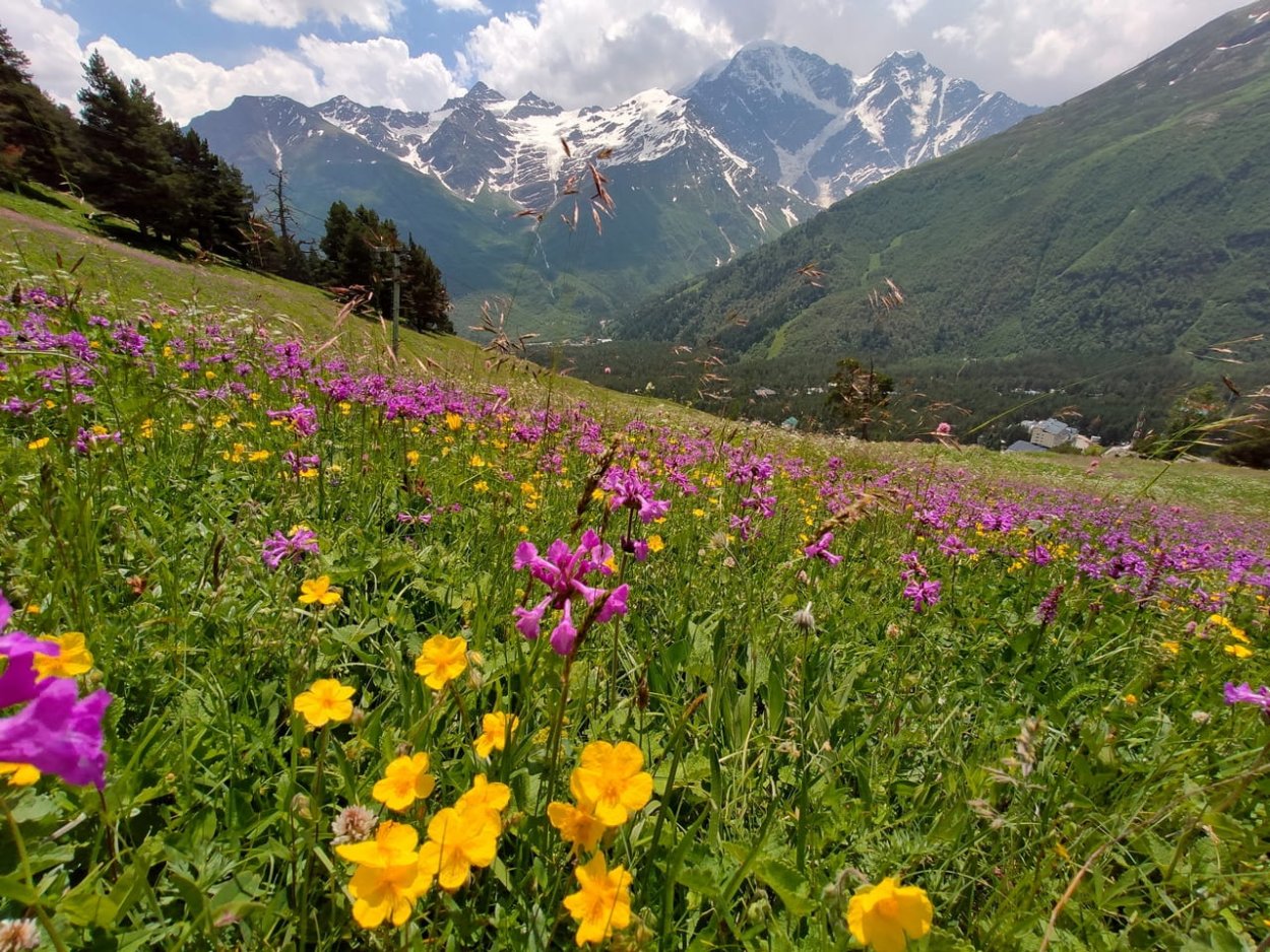 Горы Кабардино Балкарии Альпийские Луга