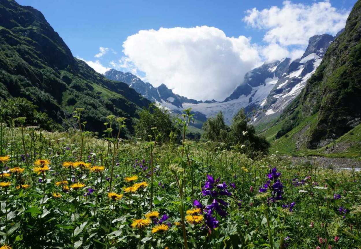 Рододендрон кавказский заповедник