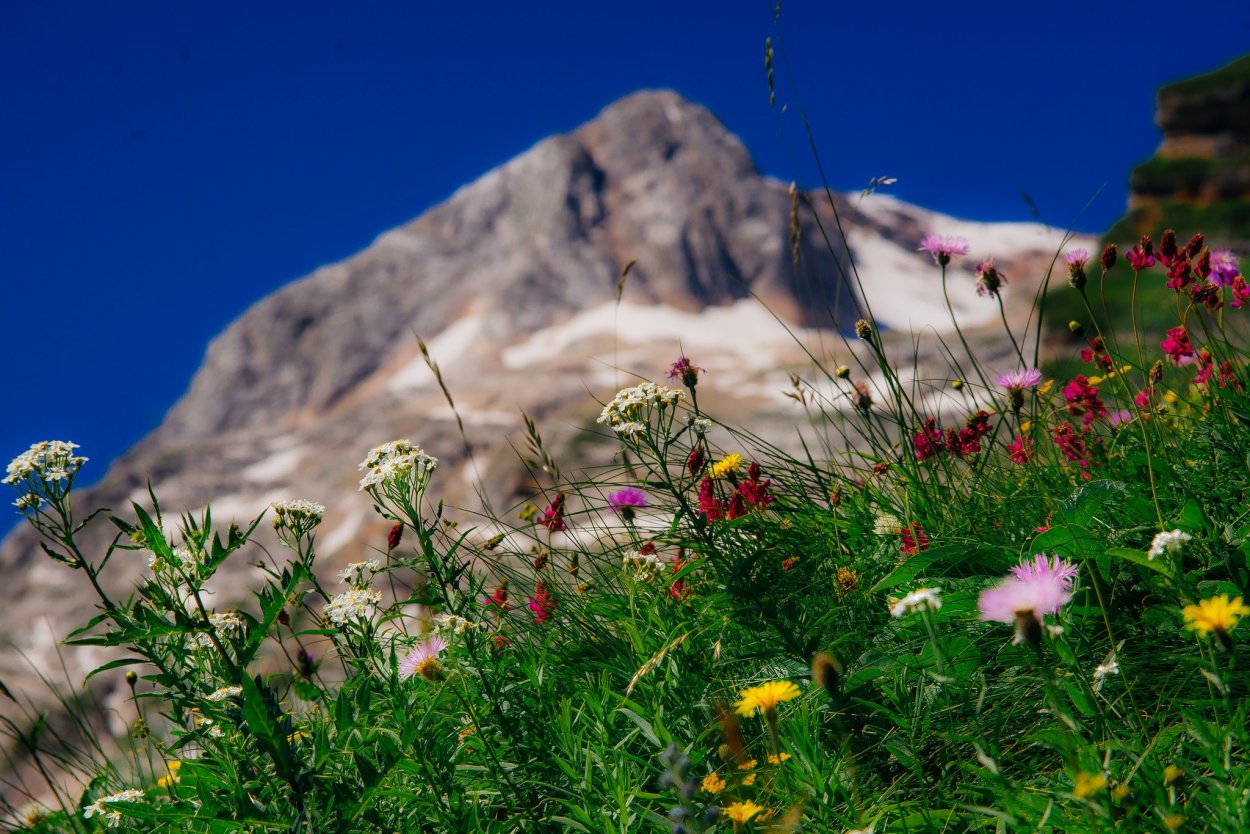 Домбай Альпийские Луга