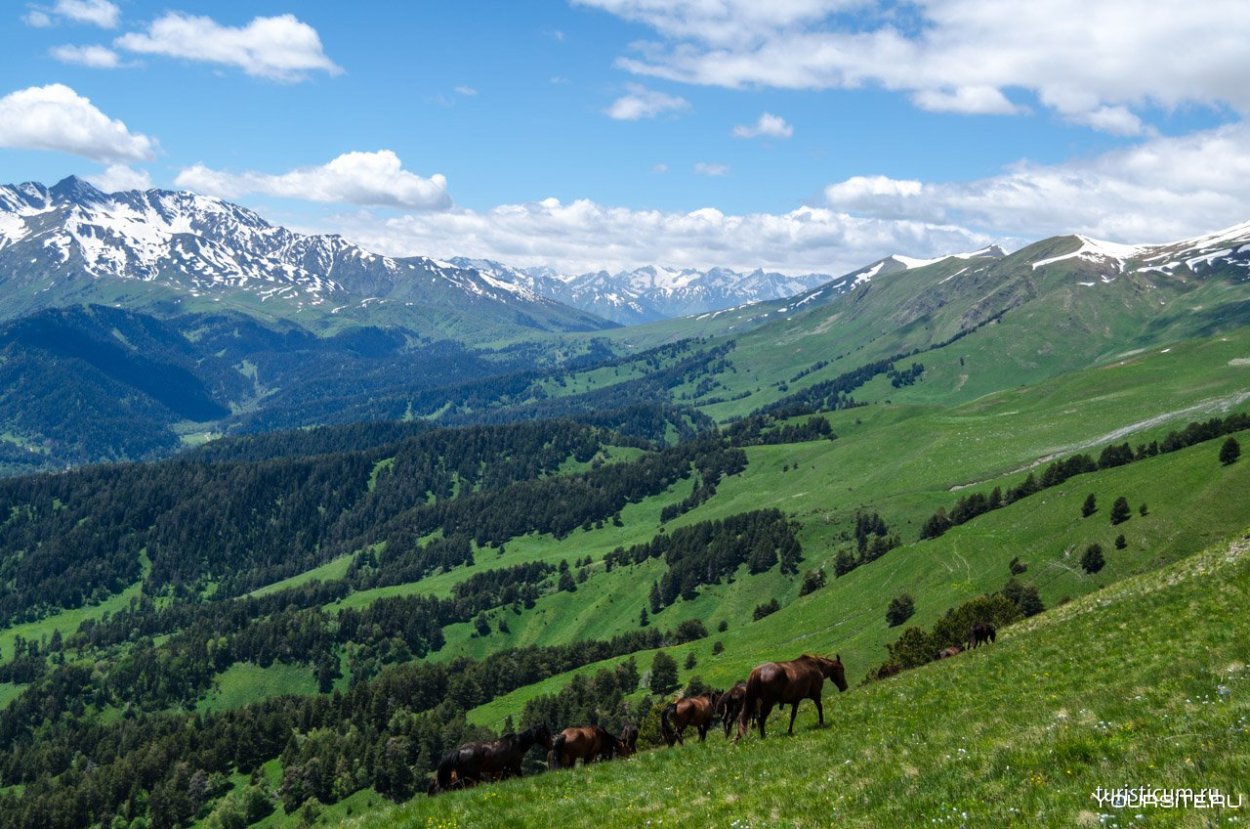 Альпийские Луга в горах Кавказа