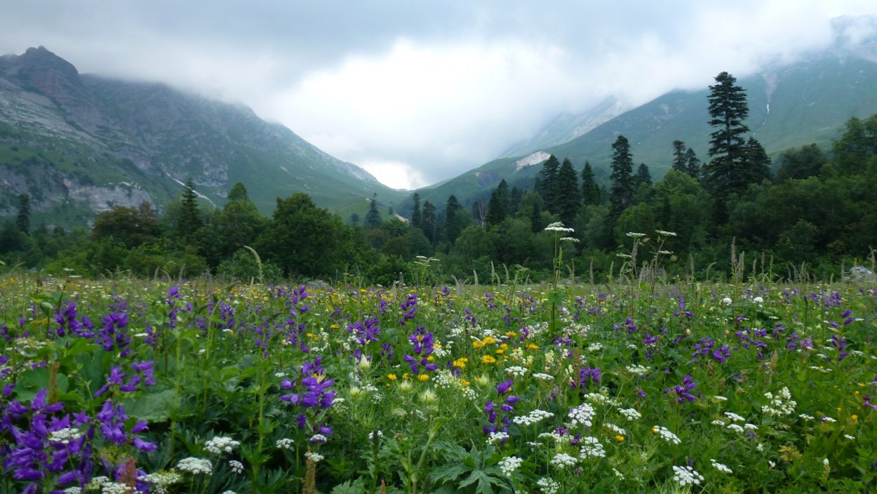 Рододендрон Тибет