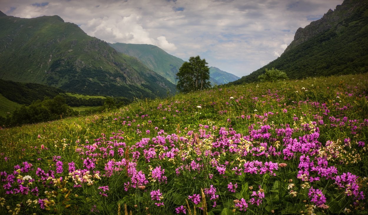 Альпийские Луга с эдельвейсом