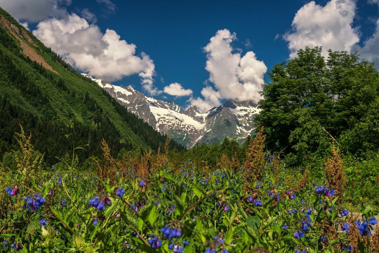 Тебердинский заповедник Альпийские Луга