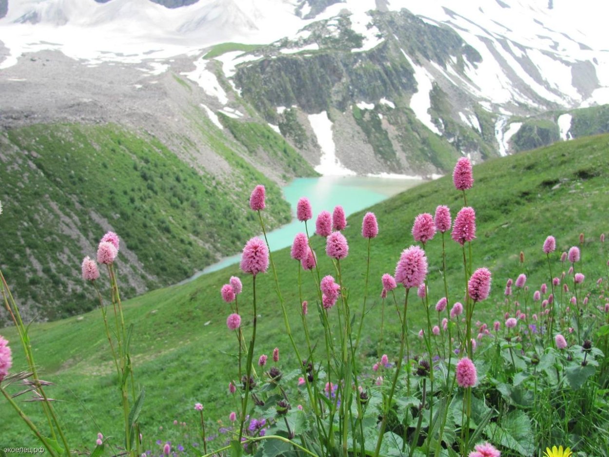 Альпийские Луга с эдельвейсом