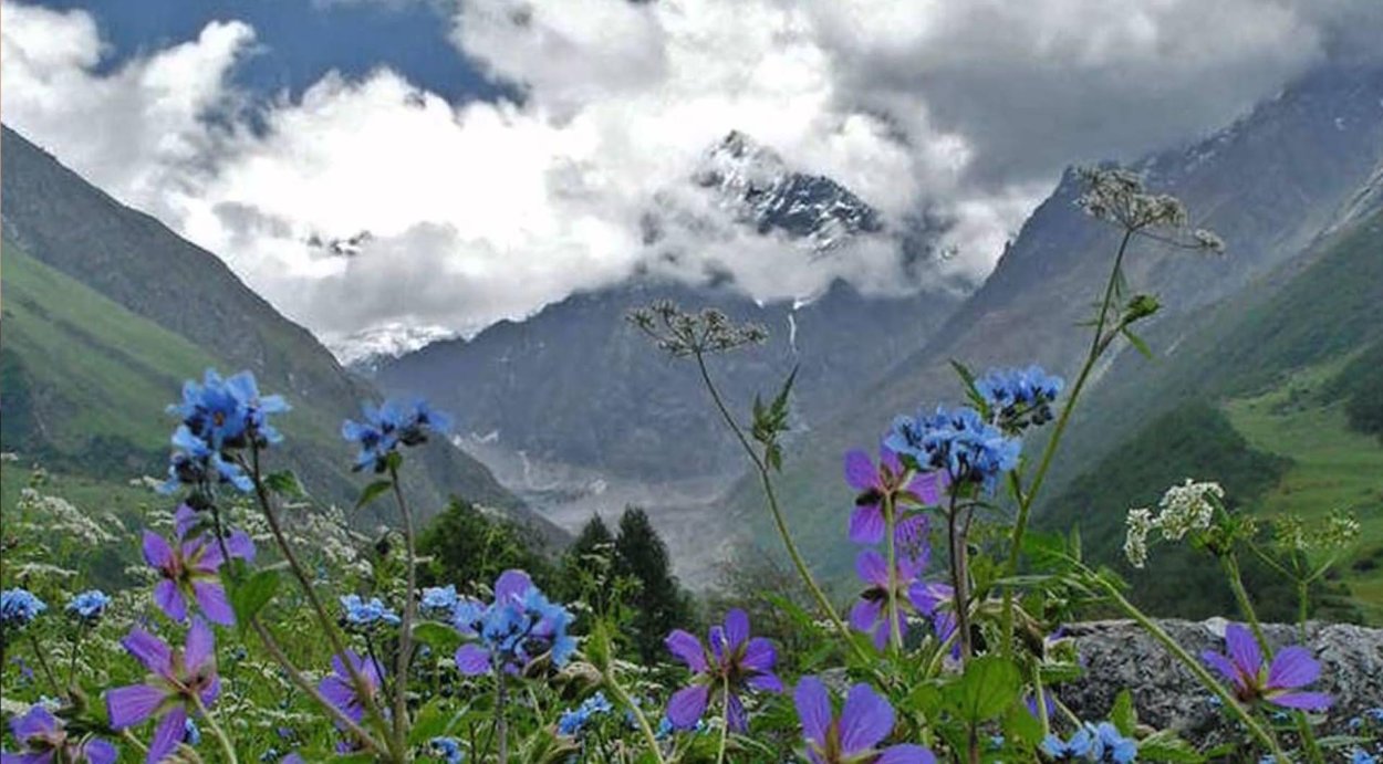 Альпийские Луга разнотравье