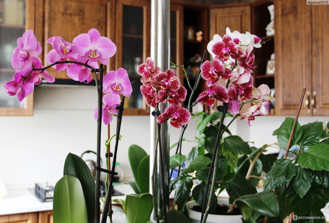 Фаленопсис банана