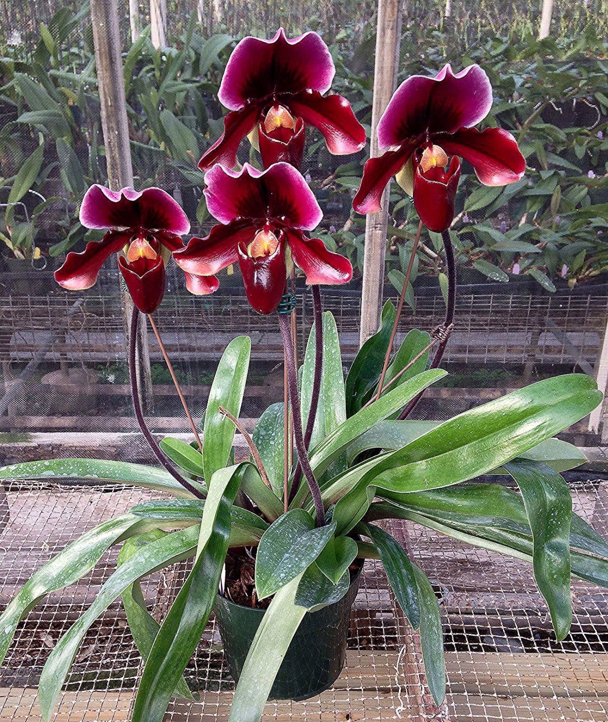 Орхидея Изабель фаленопсис