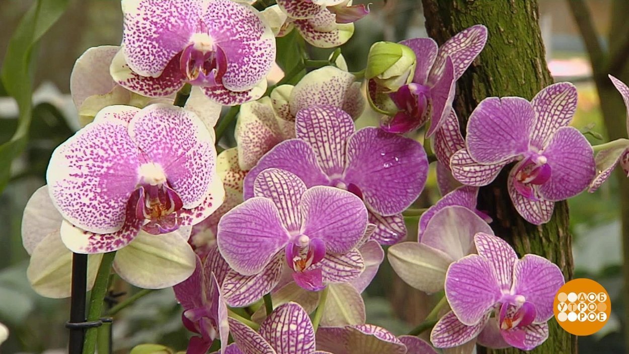 Орхидея сорт Вероника