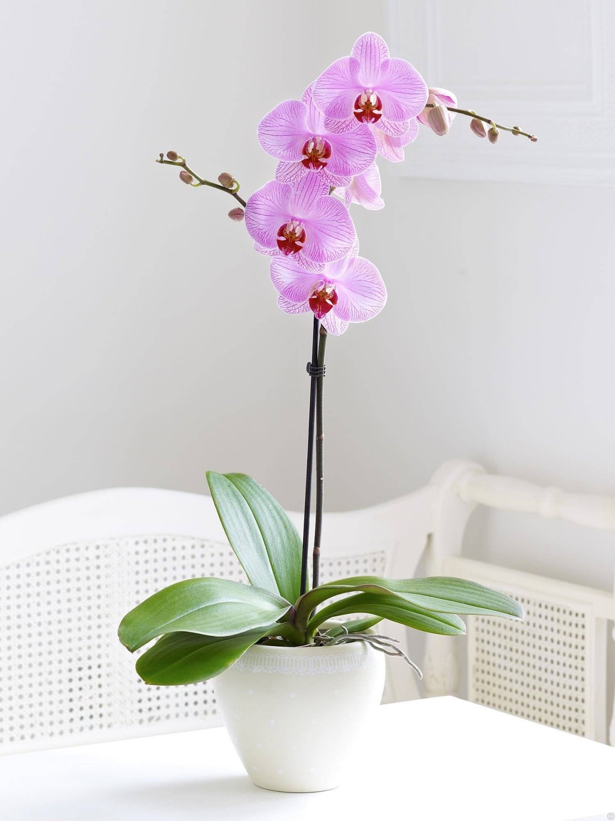 Орхидея Bernhard Phalaenopsis