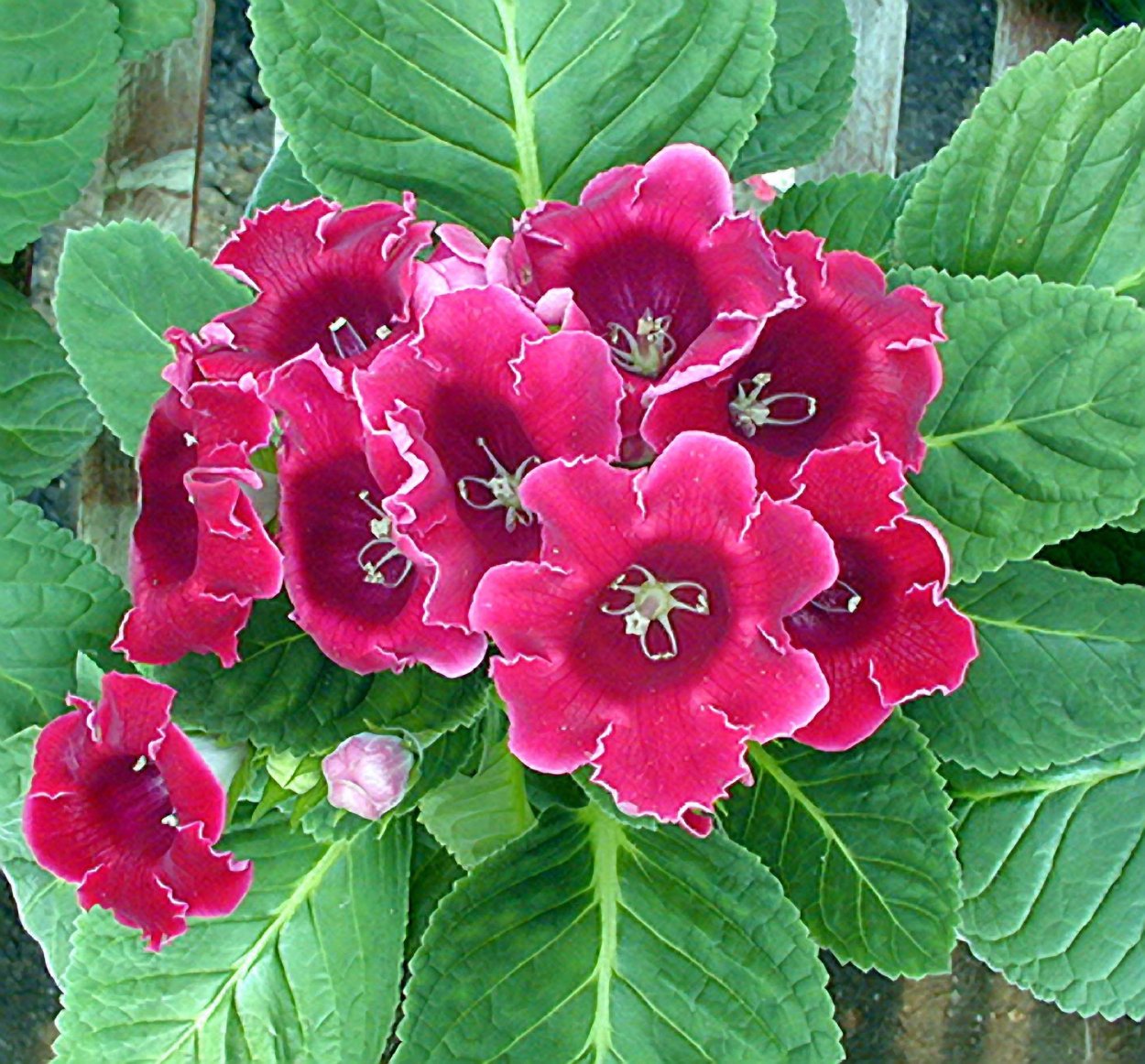Колерия пушистоцветковая Kohleria eriantha